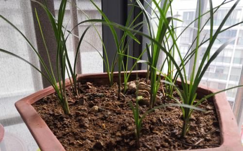 入坑看看别人是怎么用多菌灵、磷酸二氢钾、阿司匹林养花吧！