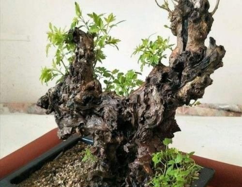 山上的“黄荆疙瘩”,做成盆景,古朴苍劲枝叶扶疏,观赏性强