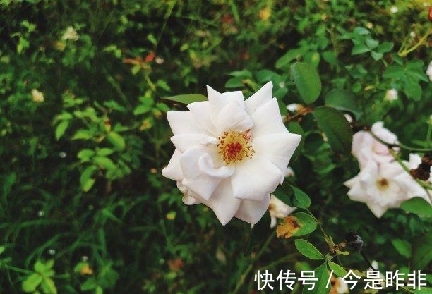 桃花|11月后，前缘已尽，桃花不断，旧爱重逢，深情相拥，牵手再续前缘