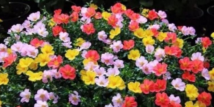 长寿花|聪明人都养4种花,看了就让人沉醉,年年开花不断,美