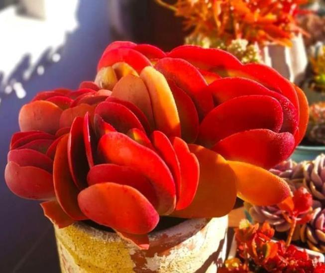 10月养多肉唐印，了解掌握5个要点，叶片红艳似蒲扇，美极了