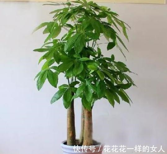 发财树最爱喝“2种水”，每月浇一点，叶片不发黄，绿得冒油光