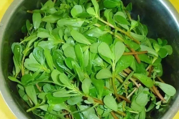 肾上腺素|农村人经常吃的野菜,很多城里人都没见过,被称为“长寿菜”!