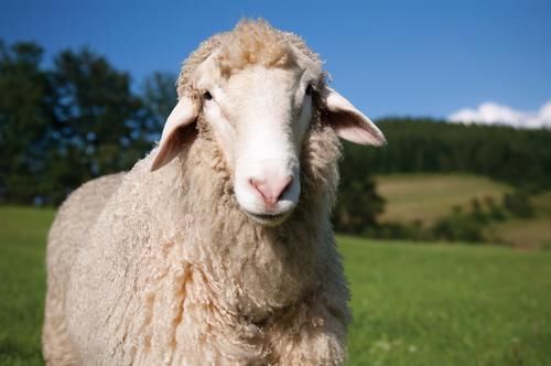 一样都是羊肉,绵羊和山羊哪个好吃?肉贩子:你们十有八九都买错