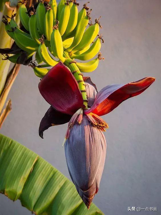 教程@图文教程——芭蕉画法