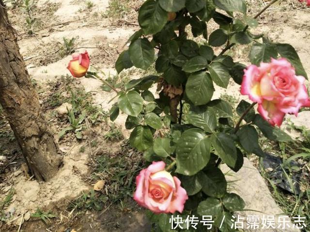 天后|月季花朵变小记得将“3步”做好，20天后花朵“拳头大”，漂亮