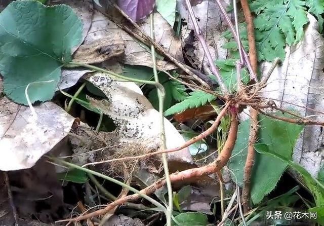 药草|一种野草,农村人把它当滋补野菜,不要叶子只要根,这是珍贵药材