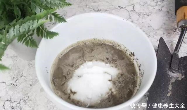 小苏打用来养花的众多用途，促进植物健康生长！