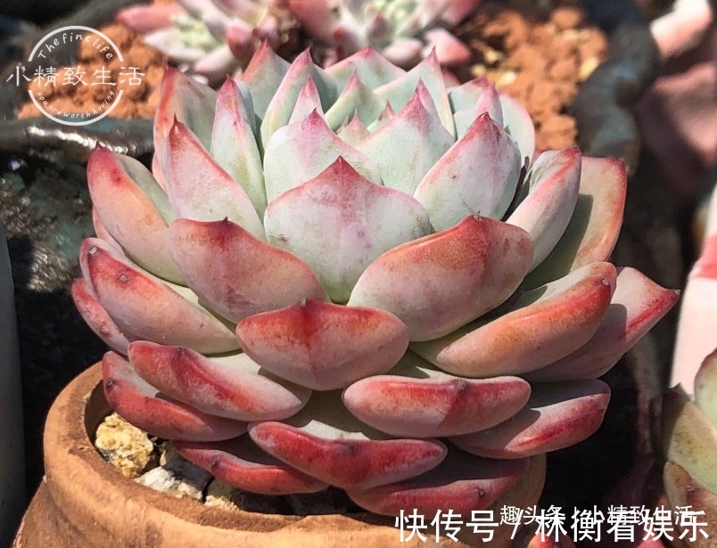 新手|养多肉,新手觉得难,原来是好心办坏事,犯了5个误区