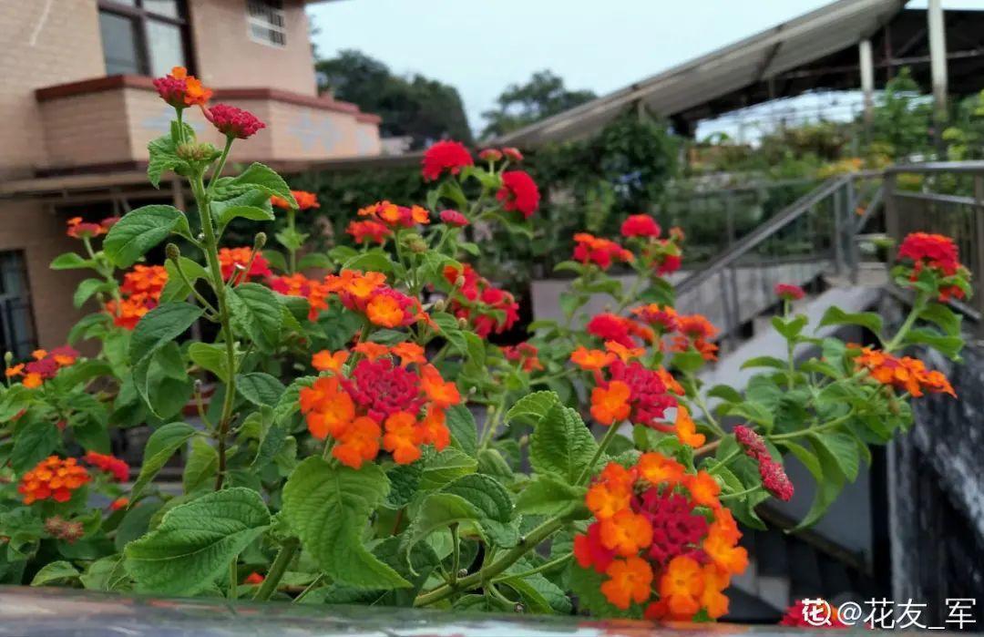 蓝目菊|蓝雪花妥妥的开花机器，花量大、花期长，让人不得不爱