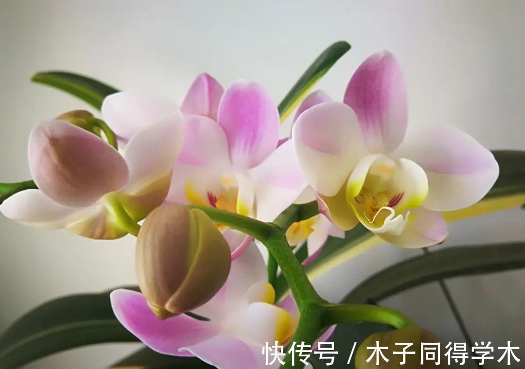 7种花，立秋后换盆，秋冬才能越养越好