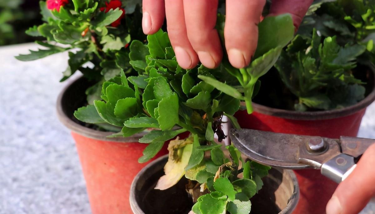 大学问|别小看养花,光修剪就是一门大学问!