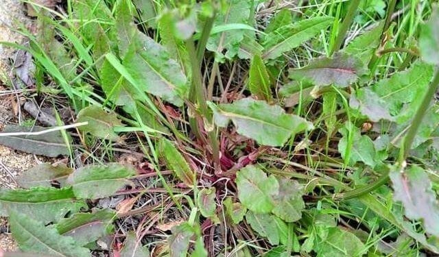 食用|这种“野菠菜”,割完玉米地就出来,营养价值高,很少见