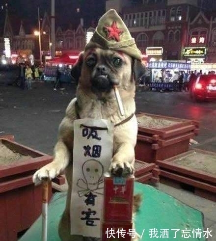 |搞笑图片幽默段子笑话:哈哈,很可爱的包包,很像个荷包蛋哦