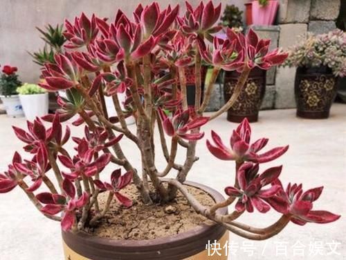 5种直立性很强的多肉,轻松养出精致漂亮的直立桩,别有一番韵味