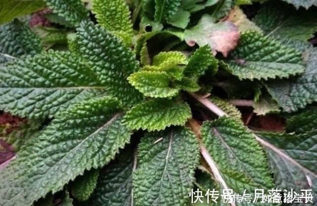 猪耳草|这种野草其貌不扬,农民看到就随手拔掉,殊不知它还是名贵中药材