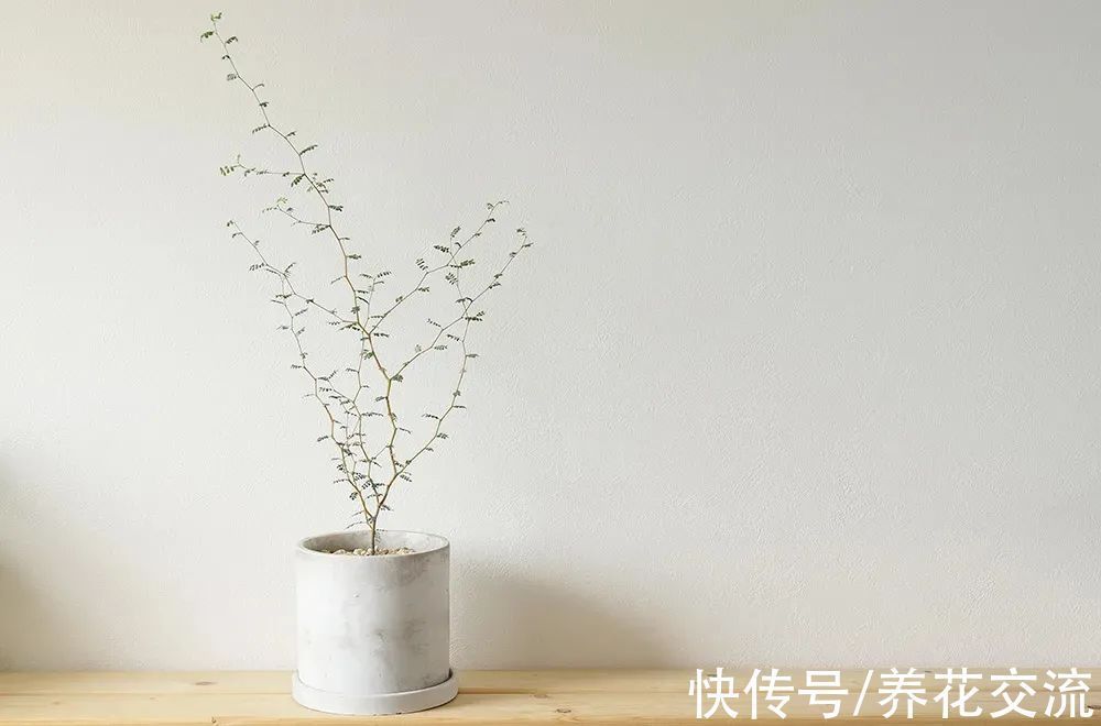 很少花友养的网红“童话树”,可真不难养,你会觉得好看不?