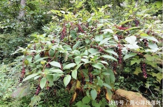 野生植物|这种外来入侵植物全株有毒，国人却误当土人参食用，请赶紧停止