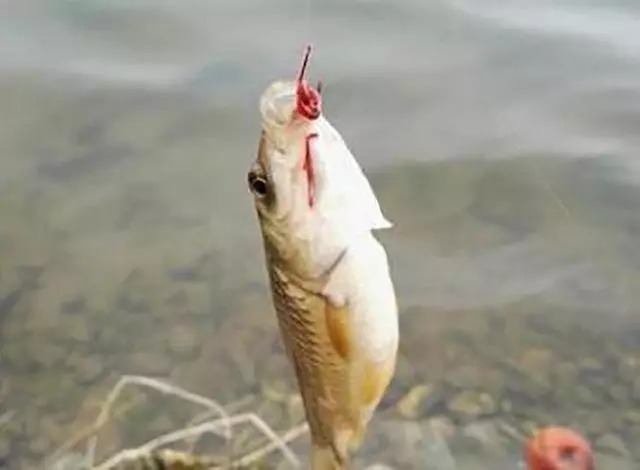 冬季鱼口轻?5个老钓手的实战经验教你保证渔获
