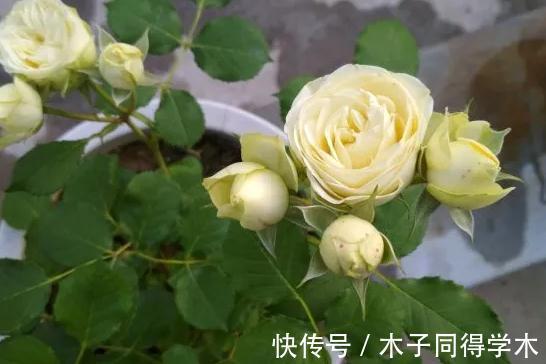 豆妈|这款月季的花期巨长，长到让人以为是假花