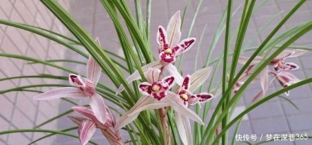 盆花|新手养花,不如养盆花中精品“卡罗拉”,红艳似火,太惊艳了