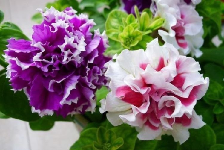 4种花是花中劳模，一年四季开花不断，盛开时繁花似锦，花色美艳