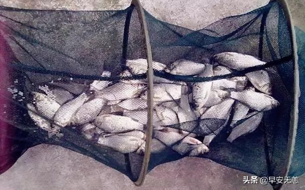 十钓九空|十钓九空原来这饵才是大鲫鱼的最爱,后悔没早一点发现