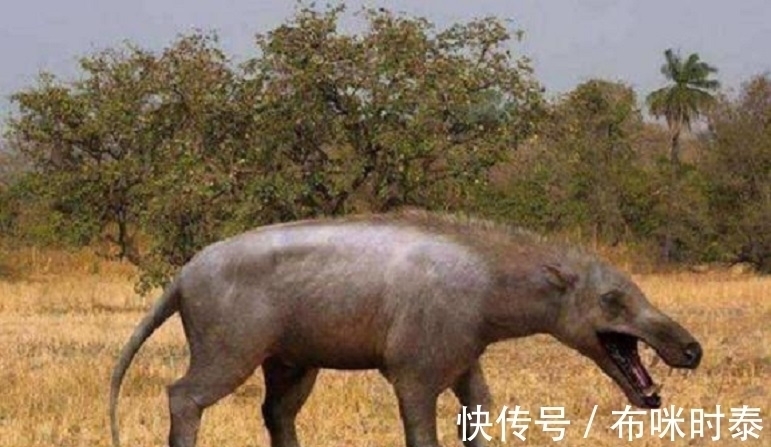 村民&已灭绝50万年的“驴头狼”,今又屡次现身神农架,这在警示什么