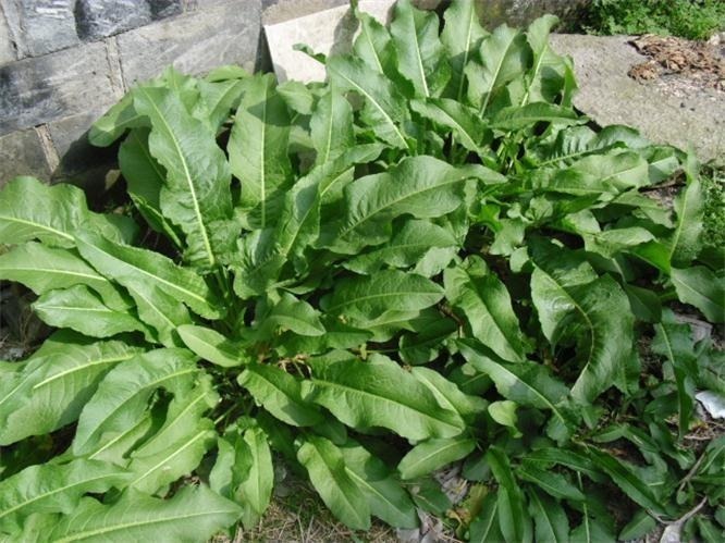 桔子|女性想年轻,常吃以下四种食物,再贵也别省,排毒通便,嫩白肌肤