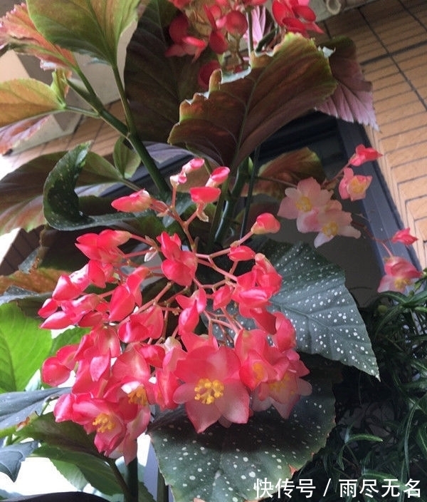 花期最长的植物,一开就是大半年,花朵五颜六色,漂亮又好养