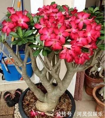 6种“懒人花”可真皮实,一个月不浇水,太阳越晒,开花越泼辣