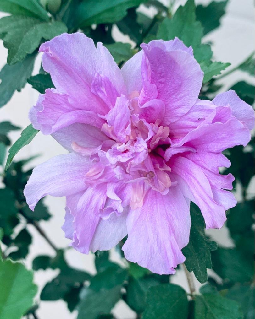 农村常见的花,摘下来还能做菜吃,味道比鸡肉还鲜美