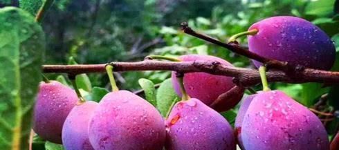 乌梅乌梅|女性别太节俭,再穷也要多吃4种食物,美容养颜,告别“黄脸婆”