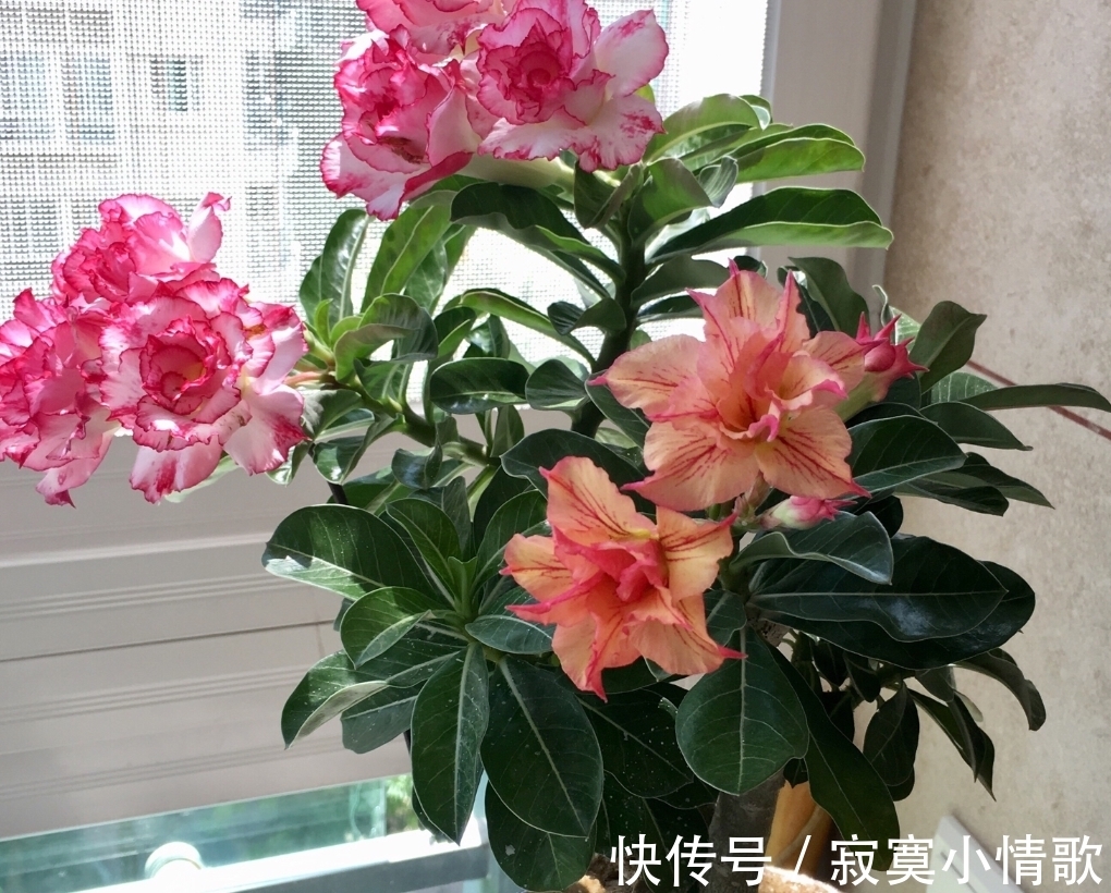 花芽|带大肚子的沙漠玫瑰,养护多注意这5点,霸气镇宅,开花比月季美