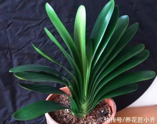 氮肥|君子兰养根有“三要素”,缺少一个都养不好,高手都明白这些事