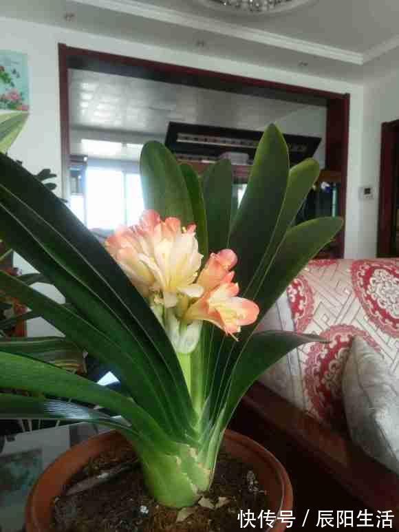 君子兰捏着“硬邦邦”?不是“有喜”了,就是满盆“肉虫子”
