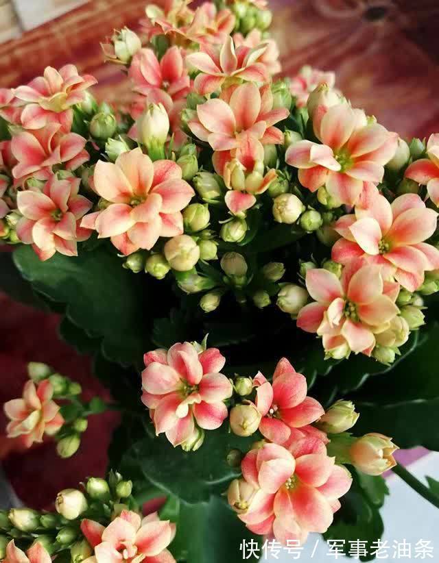 琴叶榕|6种能养人的花,越养越有“好运气”,建议养一盆