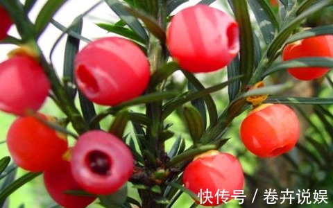 泡酒|女性到了中年，推荐常吃以下食物，美白润肤，延缓衰老，早吃早好