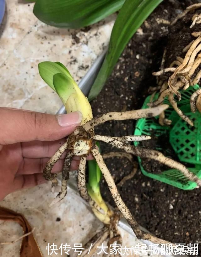 根系|3种花不用扦插,掰下来就能活,1盆变10盆,懒人也能养