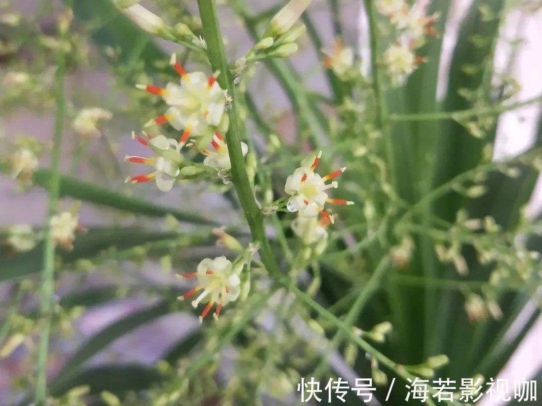 龟背竹|30年的芦荟，20年的龟背竹，硬生生把花养成了树！