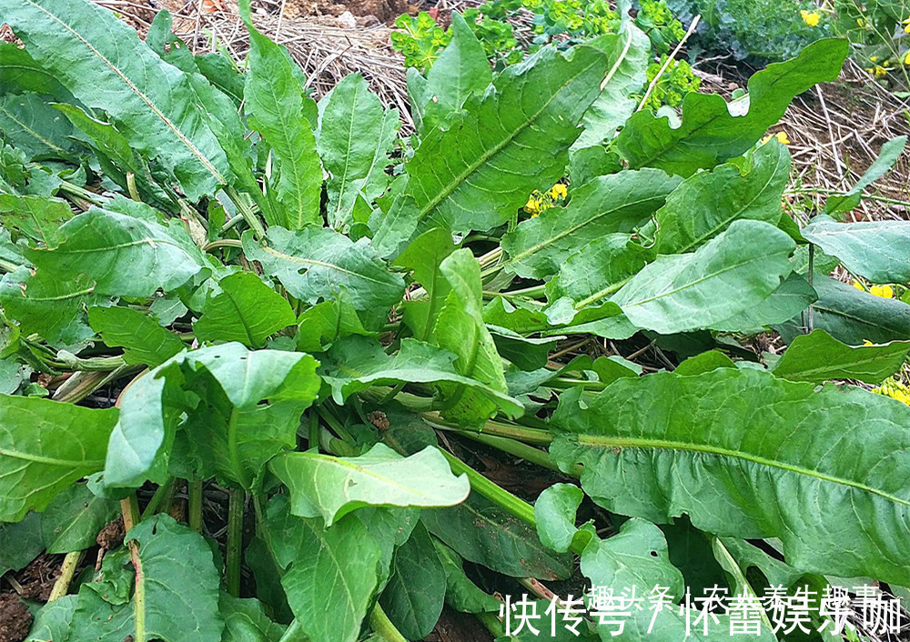 草酸|人称“野菠菜”,曾是穷苦人的救命野菜,如今15元一斤成抢手货
