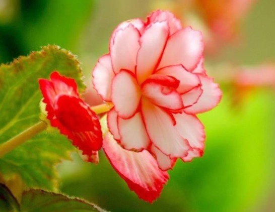 家里喜欢养花，此款花卉一年四季开花，花艳易爆盆，开花一簇一簇