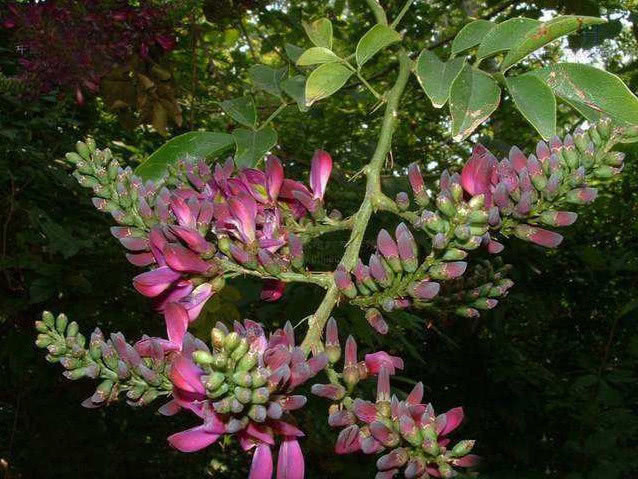 它被称为鸡血藤，不仅可做盆栽观赏，还是珍贵药材，见到请珍惜