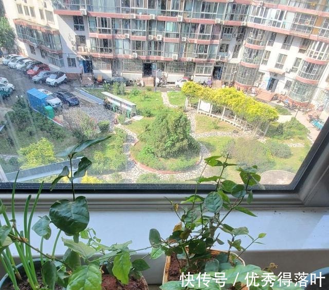 冬天养茉莉,正在“虚弱期”,避开5“惧怕”,开花更劲爆!