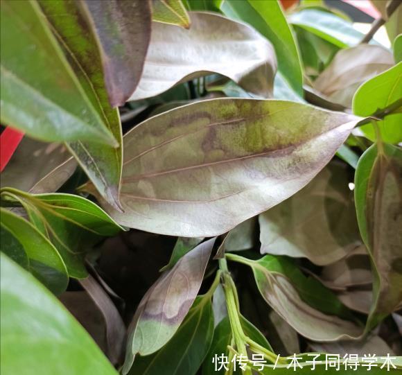 肥料|养花“杀手”的5个坏习惯,看你中了几个?怪不得你养不好花