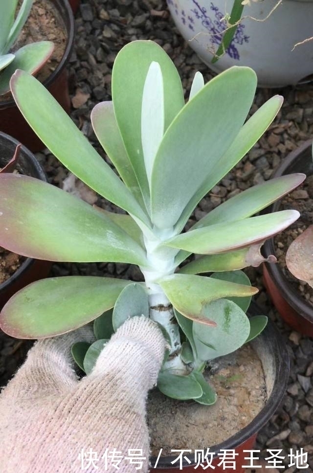 叶片|多肉植物唐印夏季怎么养注意3点,叶片舒展根系多,繁殖要赶紧