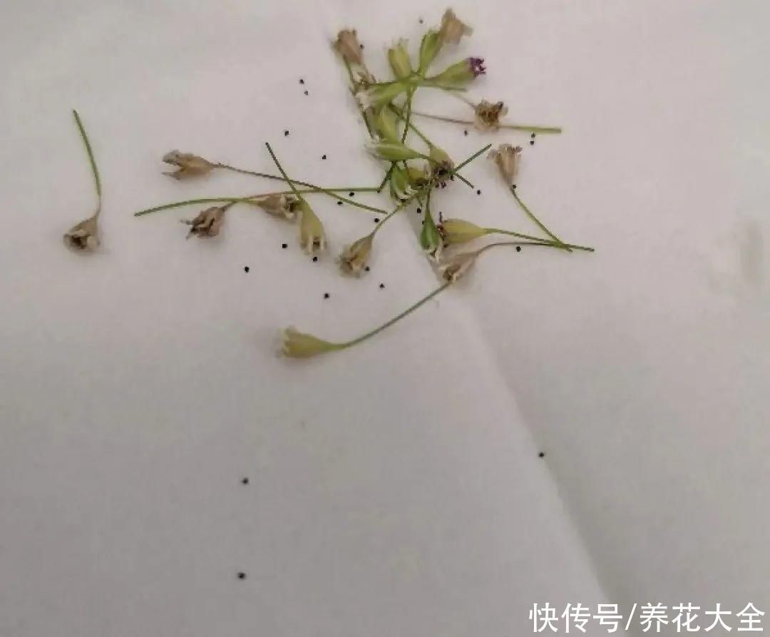丽格海棠|9种花,夏天休眠了,一定少浇水,否则越浇越死
