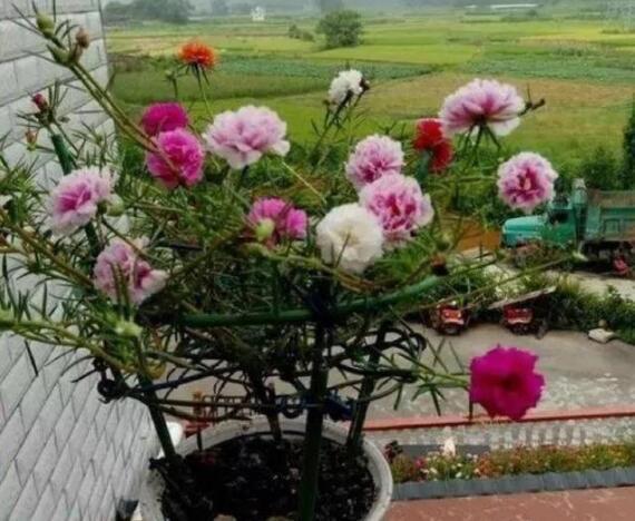 10种花适合养窗台,晒晒太阳,浇浇水,一年300多天都开花