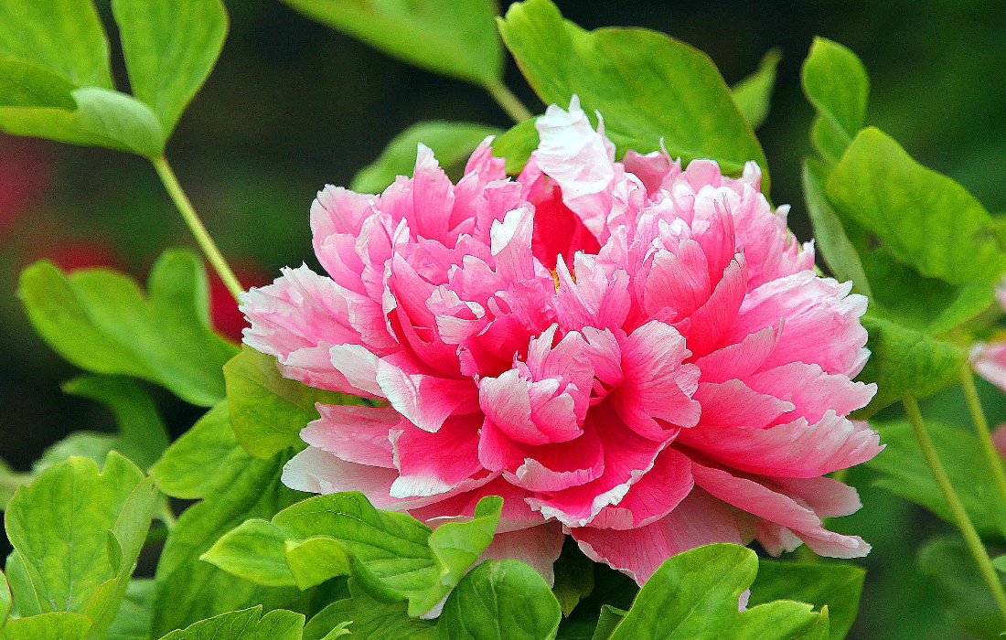 这篇文章告诉你,国色天香的牡丹花在家里