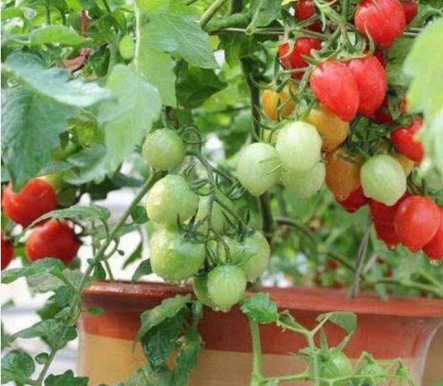 养花不如种菜,“4种菜”种阳台,结果量大,随吃随摘,够全家吃